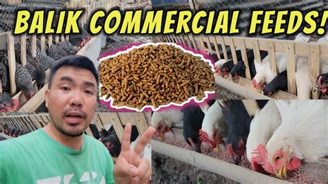 patuka ng manok|MIXING FEEDS PARA BUMUKA O MAGING BULTO ANG .